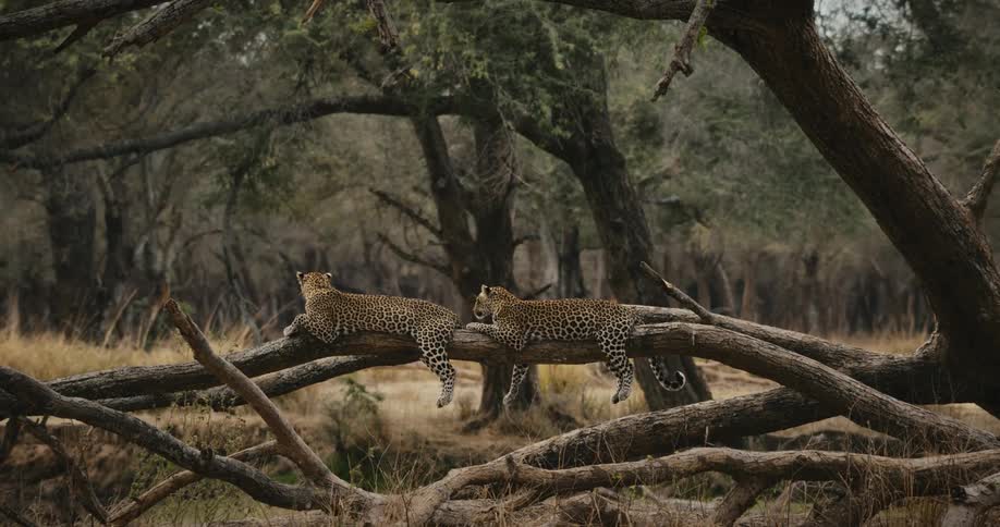 Two leopards lying on the trunk of a tree in the savanna
