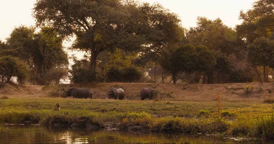Elephants in the midst of a jungle
