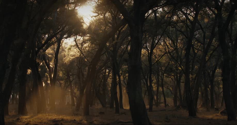View of a forest with dogs running and the morning sunlight reflecting