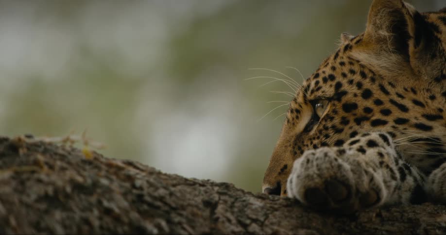 Closeup of the face of a leopard lying on a wooden surface