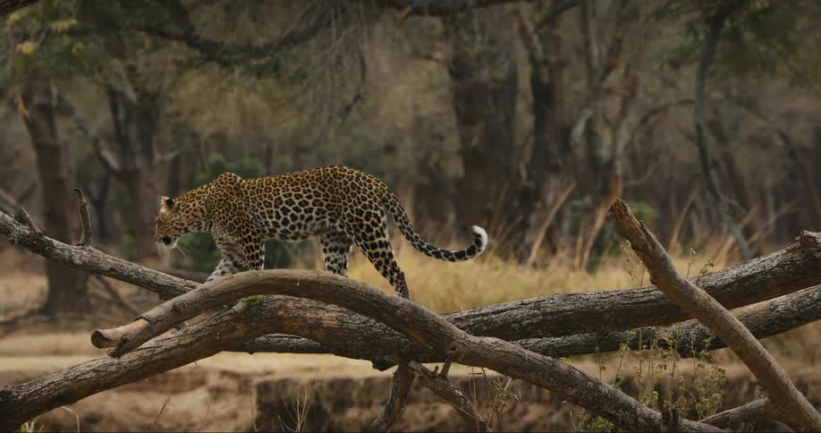A leopard walking on a tree trunk in the savanna