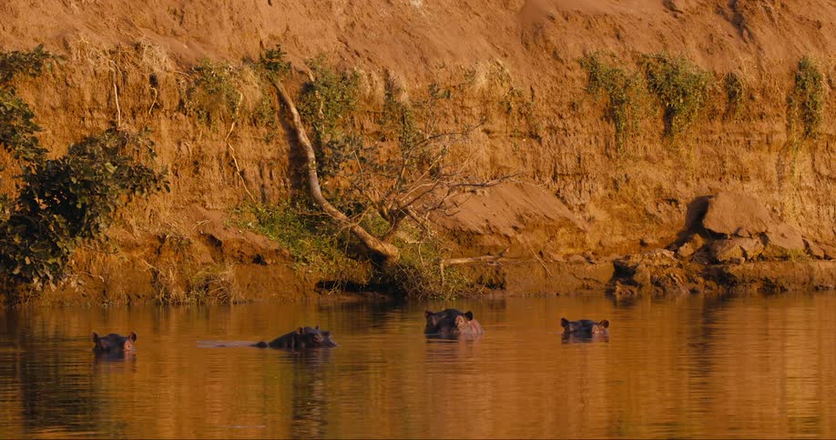 Hippos slightly raised out of the water looking around on a sunny day by a cliff face