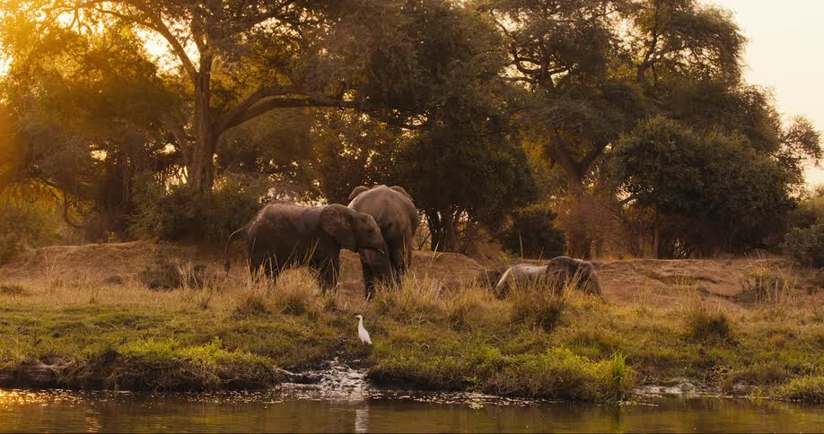 Elephants at the edge of a lake in the savanna during sunset