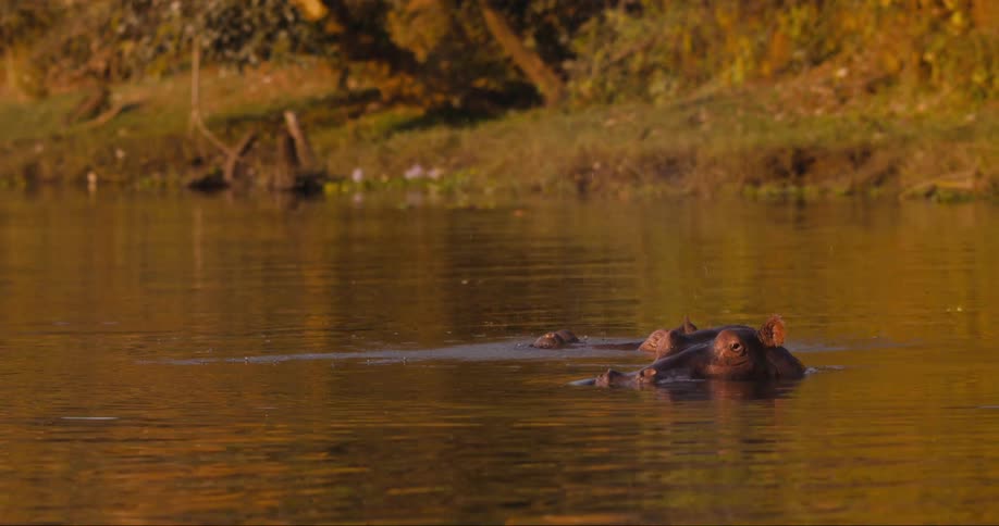 Hippos swimming in a river during hot day