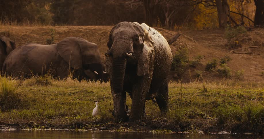 The sun is setting over an african nature preserve watering hole where an elephant stands on the bank beside a white long legged bird getting a drink with its trunk while more elephants move around in a mud hole nearby