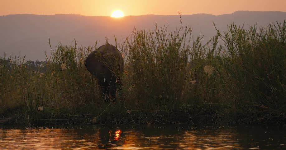 Elephant grazes on shore as sun sits in red sky over mountains in the background