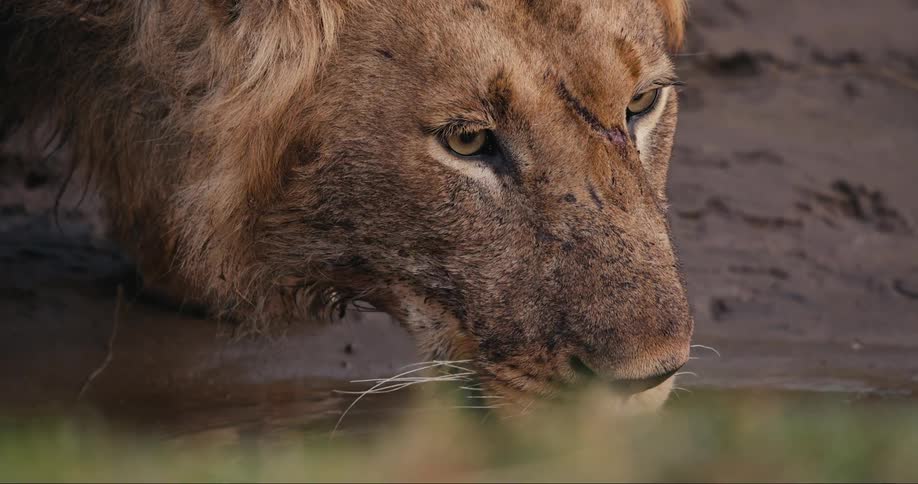 Close up of a lions head drinking water