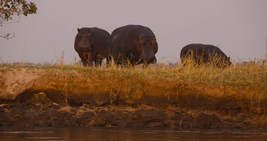Three hippos relaxing on the waters edge at dusk