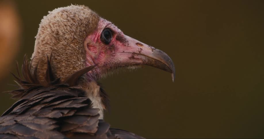 White Headed Vulture in the wild during the day