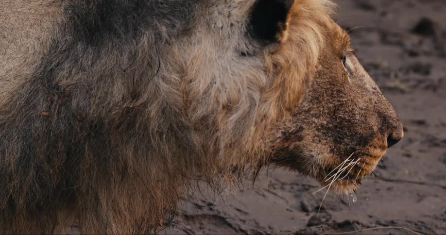 A male lion drinking from water at dusk