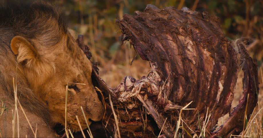 Lion feeding and licking meat in the jungle