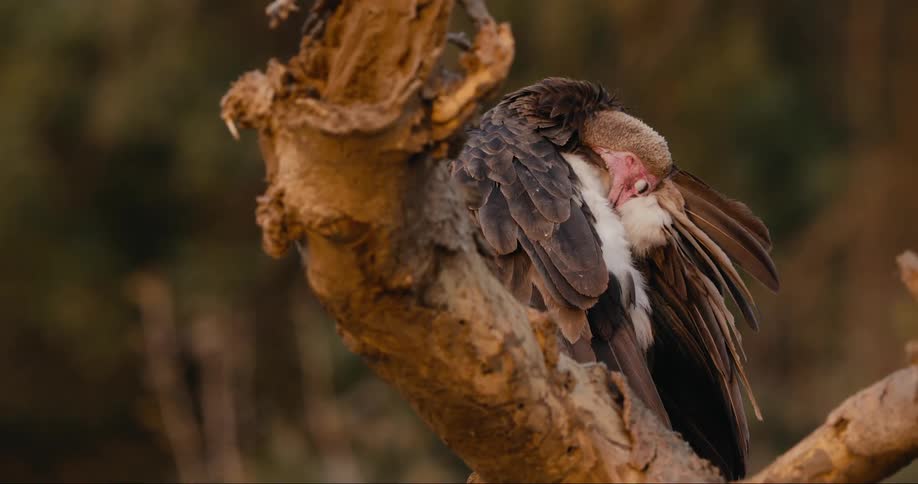 A close up clip of a vulture on a dry tree branch