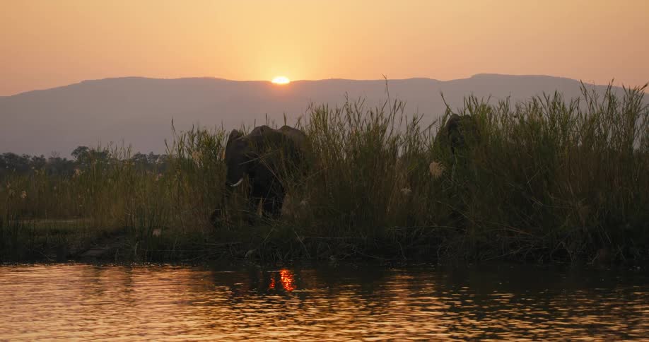Elephants on a riverbank on a sunset safari