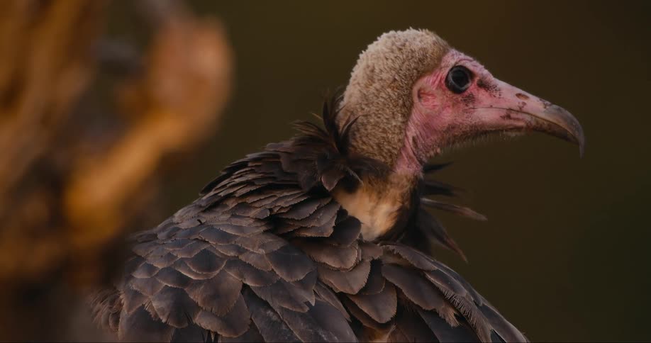 White Headed Vulture looking around