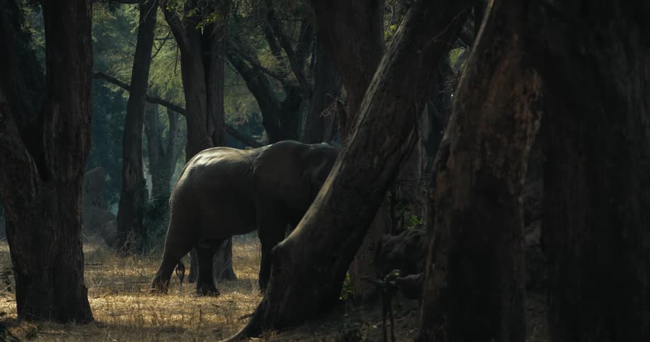 A large elephant walks slowly through the forest on a sunny day