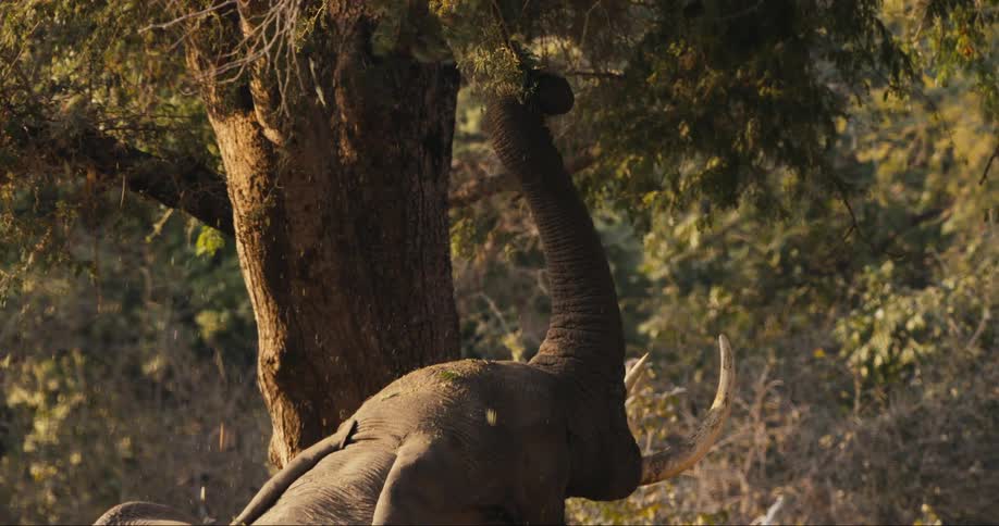 Baby elephant reaching up to branches on a tree to pull them down on a sunny day