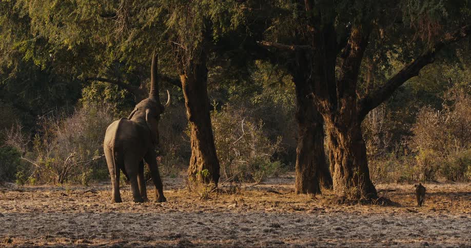 Elephant walks and grazes in trees while a macaque walks nearby