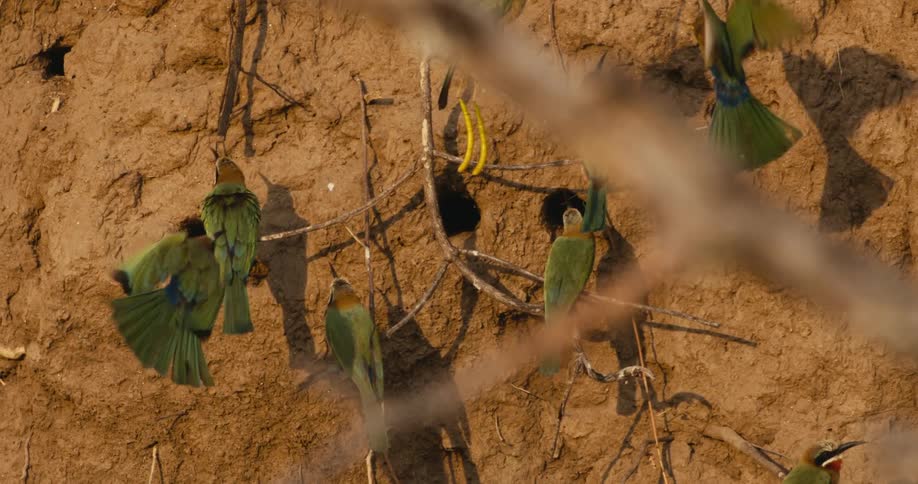 Bluecheeked Bee‐Eaters perching on a branch