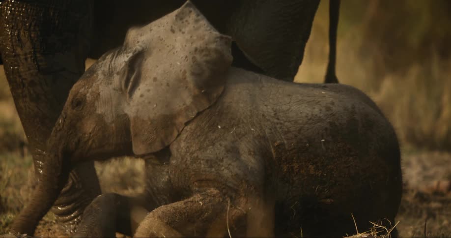 Baby elephant playing in the dirt
