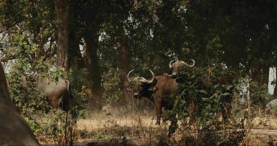 A herd of buffaloes walking around the safari during the day