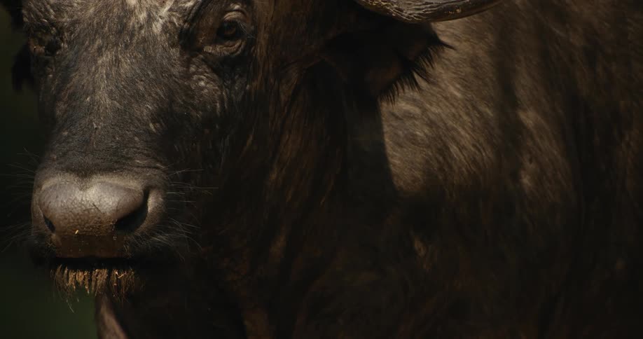 Closeup of a buffalo