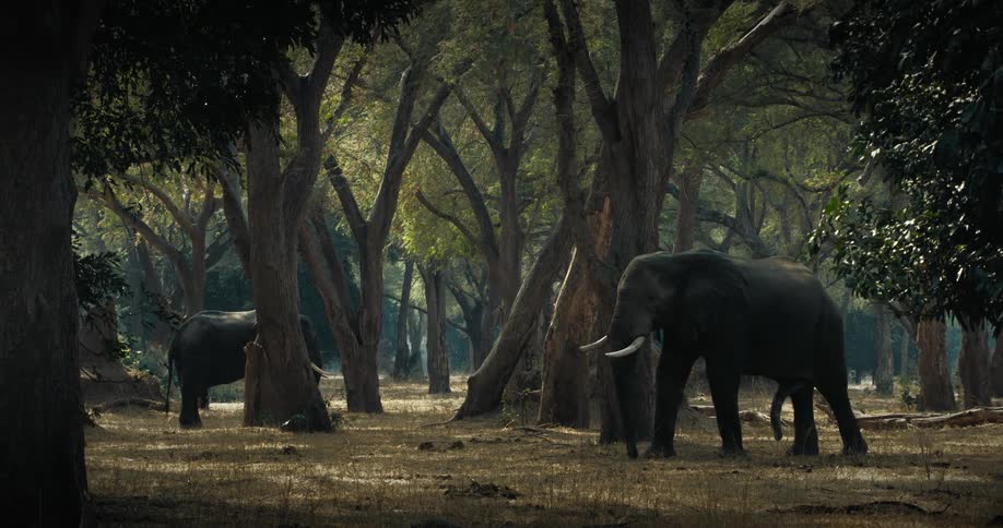 Panorama of a forest with elephants walking