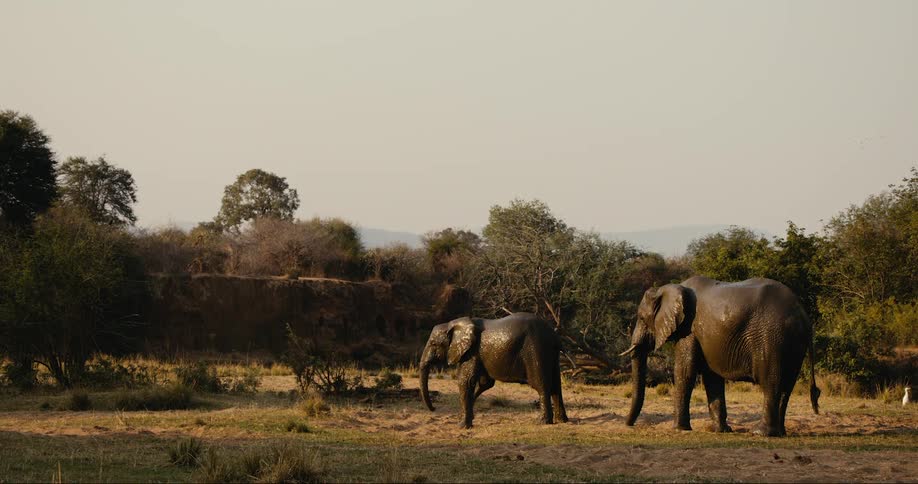 Two elephants standing on a plain moving their feet