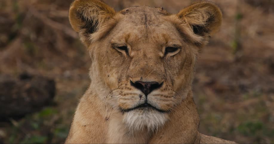 Flies move around the face of a lioness that is resting with her head elevated looking forward at dusk