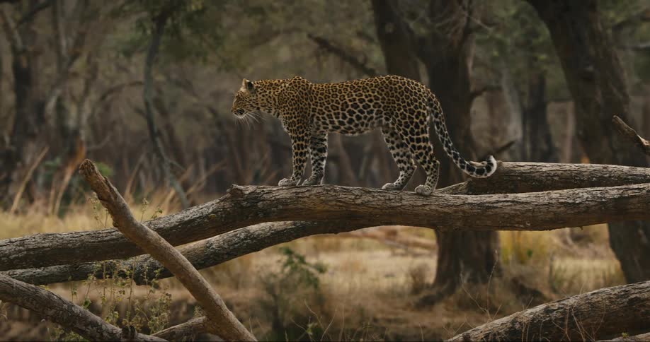 Leopard walks along branch of fallen tree