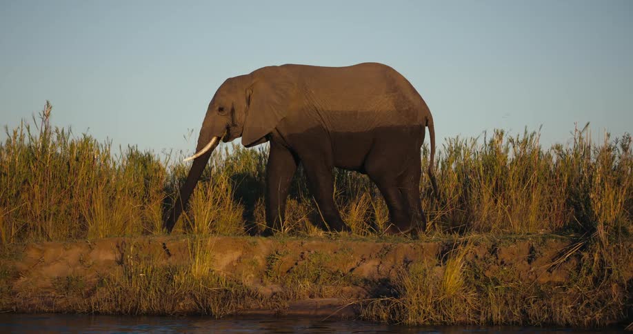 An elephant raises its trunk to its mouth and eats as it walks among tall weeds and plants