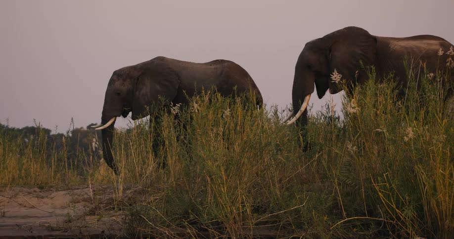 Elephants eating leaves in nature on a morning