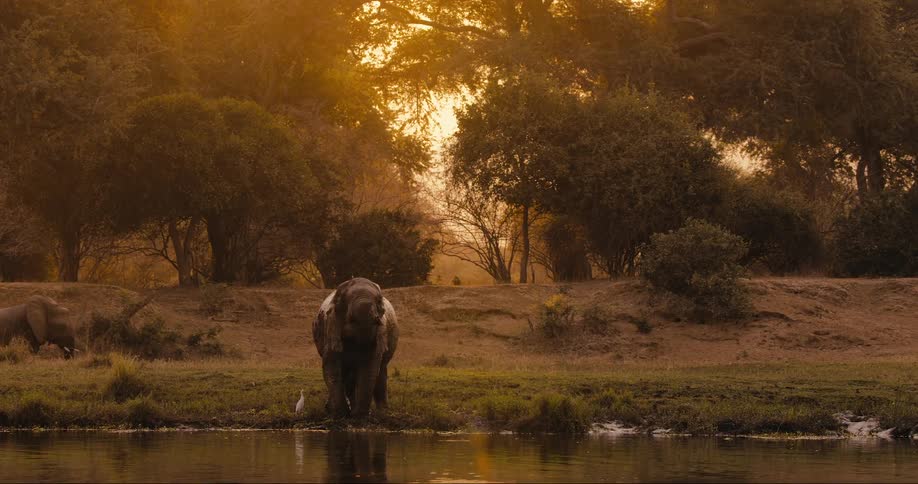 Leephant by the lakeside in the forest using its trunk to drink water during the sunset