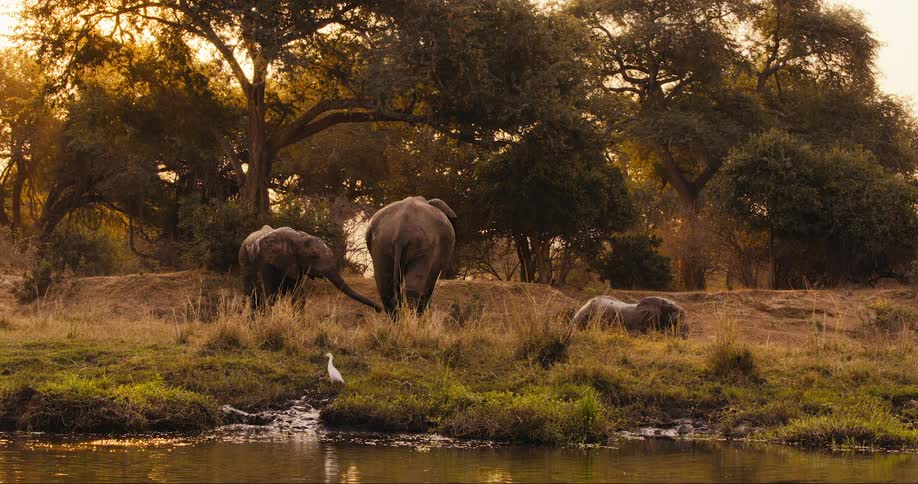 Elephants on a nature preserve bathing and standing around at a watering hole as the sun sets behind the trees