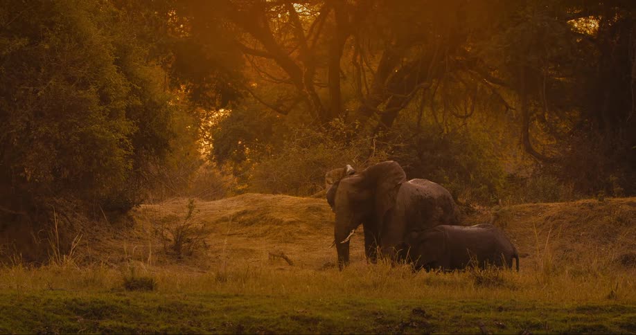 Two elephants an adult and a baby in a jungle clearing