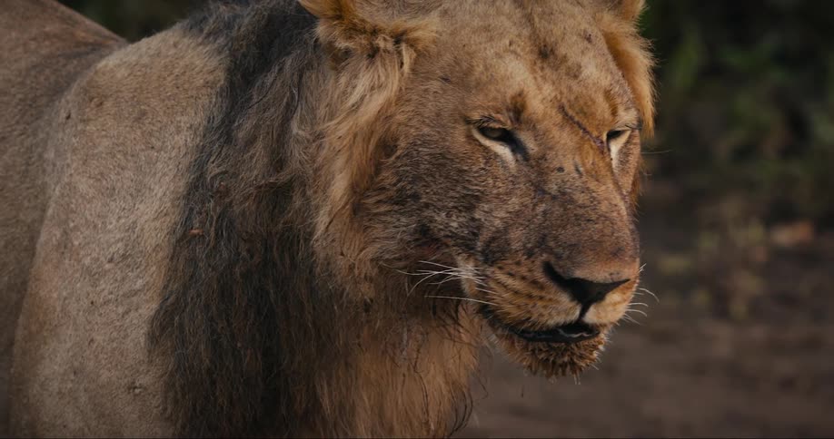 A lion drinking water in the forest during the day