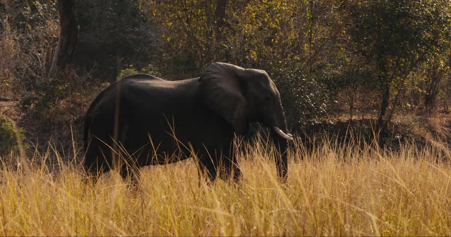 Elephant walking through tall grass in the savannah on a sunny day