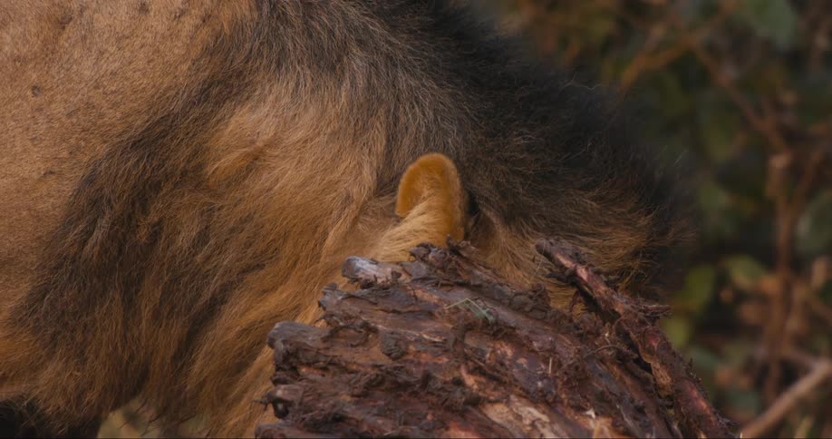 Lion in the jungle licking a wooden trunk