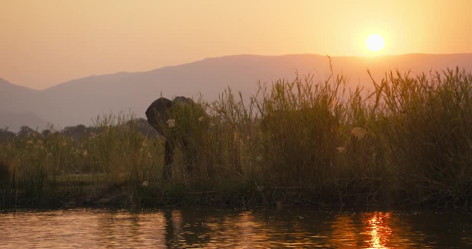 Elephants on the edge of a river in the savanna at sunset