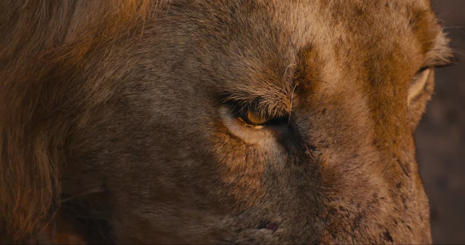 Closeup on the face of a lion