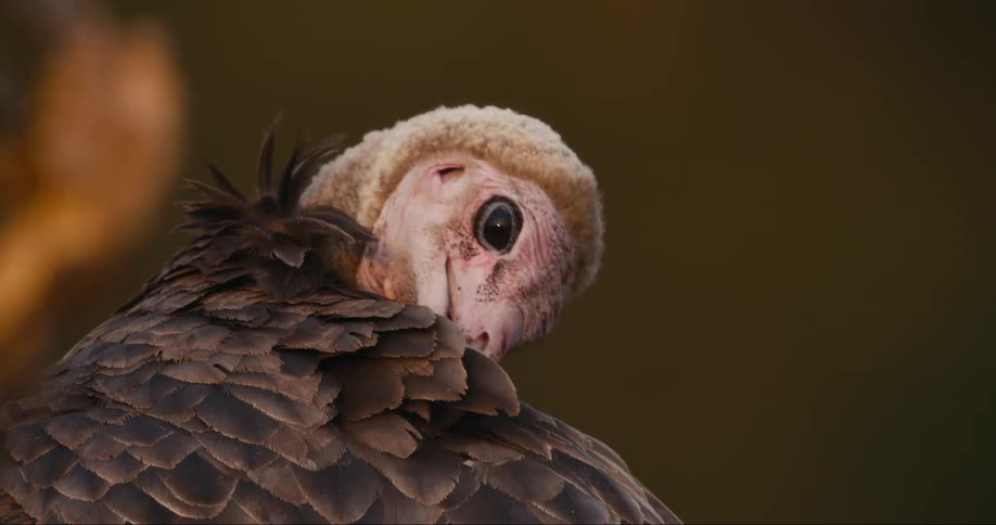 White Headed Vulture is pecking its feathers