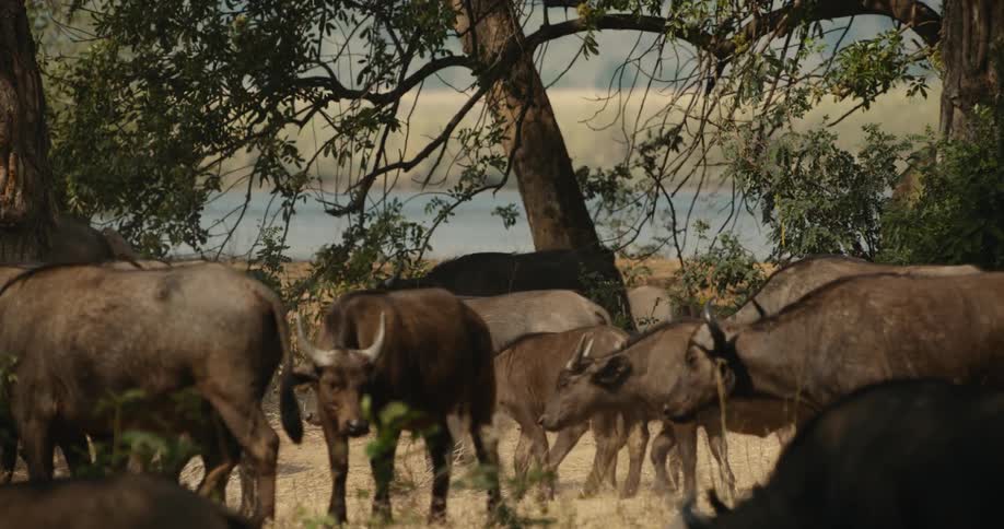 A herd of buffalo walk past the river