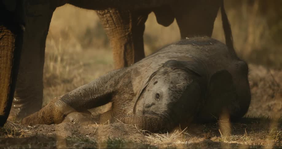 A baby elephant sleeping in the savanna during the day