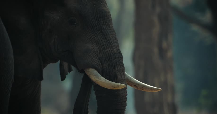 An old elephant with large white tusks lifts it trunk to its mouth and turns its head