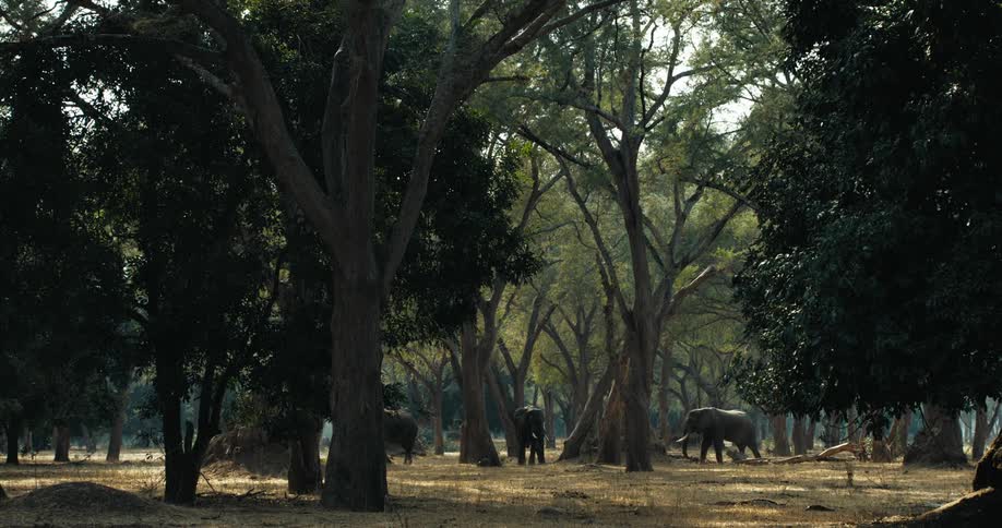 A group of elephants graze in a forest during the daytime