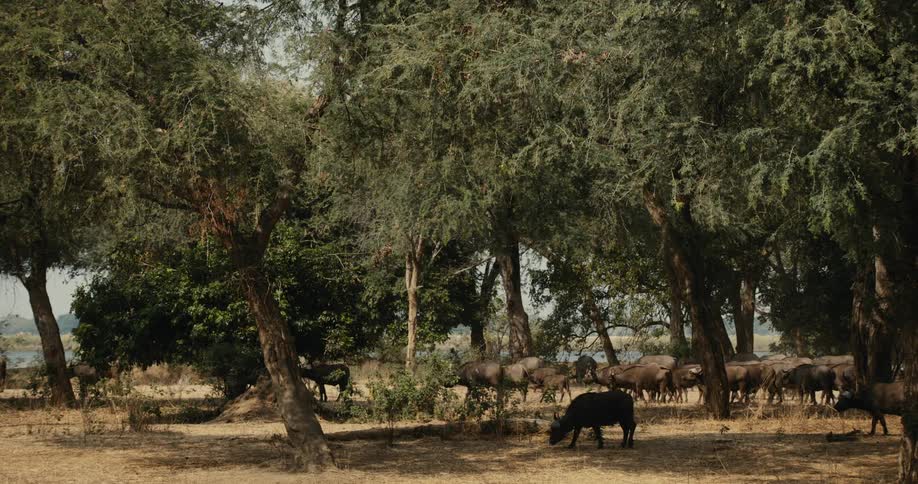 A large herd of buffaloes walking on safari during the day