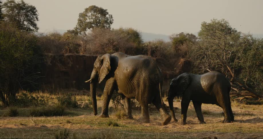 Elephant and a calf walking in the jungle