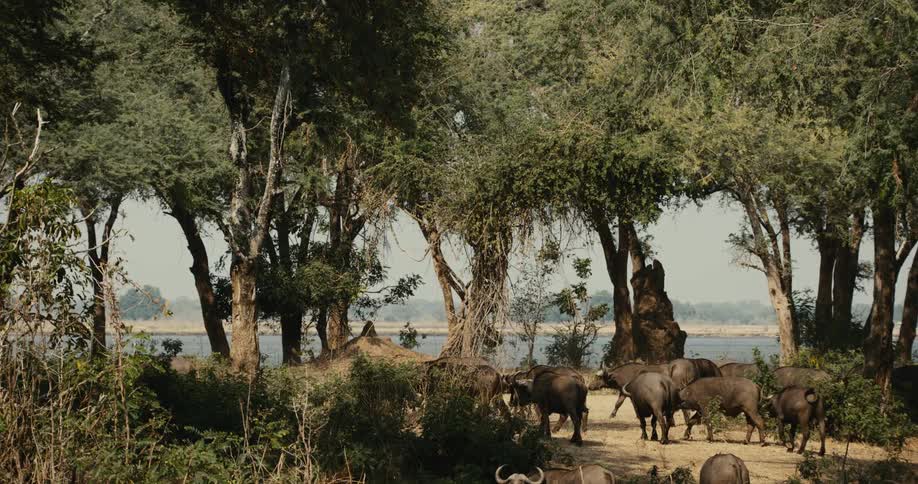 A herd of buffalo walk beside a row of trees next to a body of water on a nature preserve under the african sun