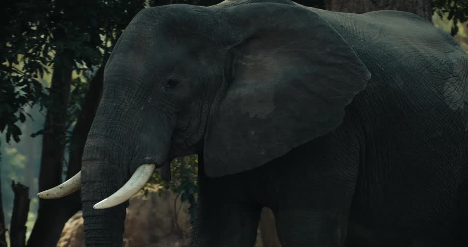 An elephant walking slowly through the forest during the day