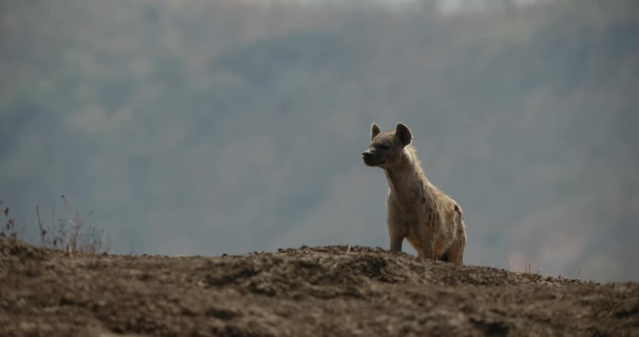 A hyena standing on top of the mountain observing nature