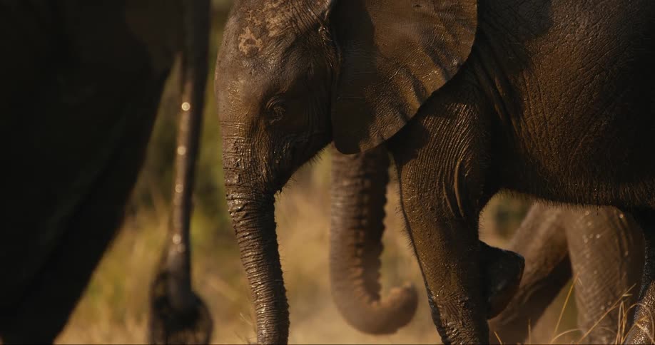 The elephants are bathing themselves in water